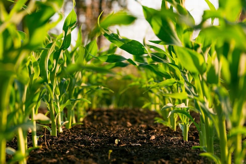 Smart farming dashboard preview showing healthy crop fields