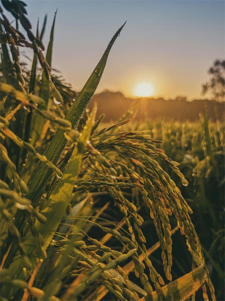 Farmer inspecting healthy crop leaves